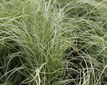 Ostřice chocholatá 'Mint Curls'