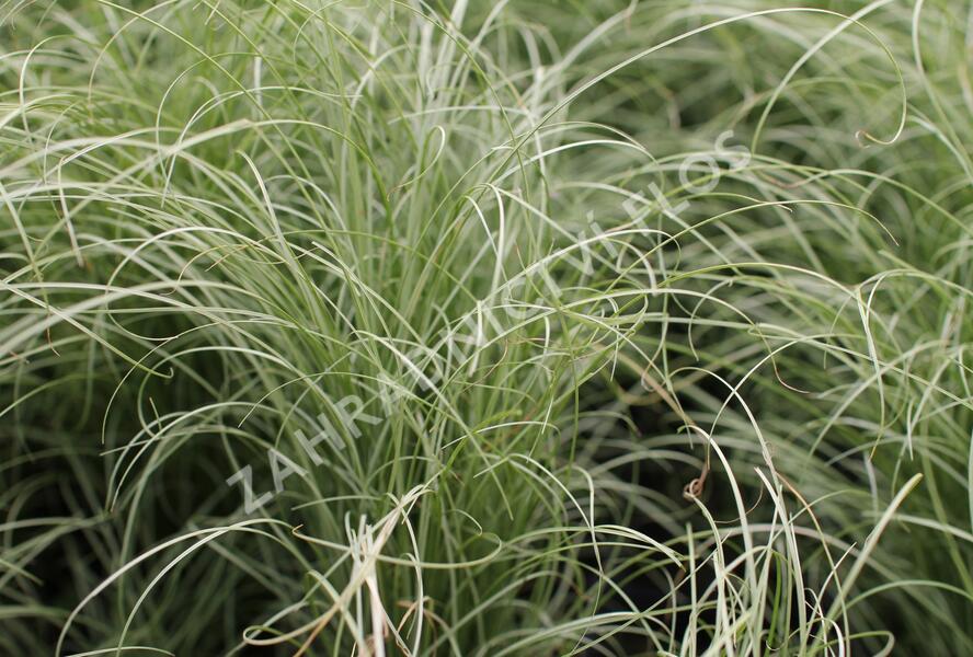 Ostřice chocholatá 'Mint Curls' - Carex comans 'Mint Curls'