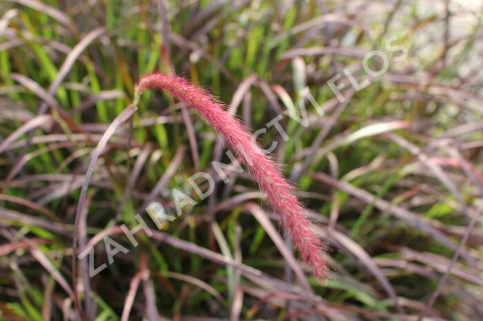 Dochan setý 'Rubrum' - Pennisetum setaceum 'Rubrum'