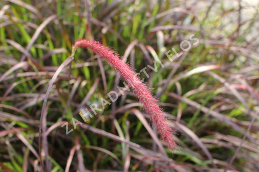Dochan setý 'Rubrum' - Pennisetum setaceum 'Rubrum'