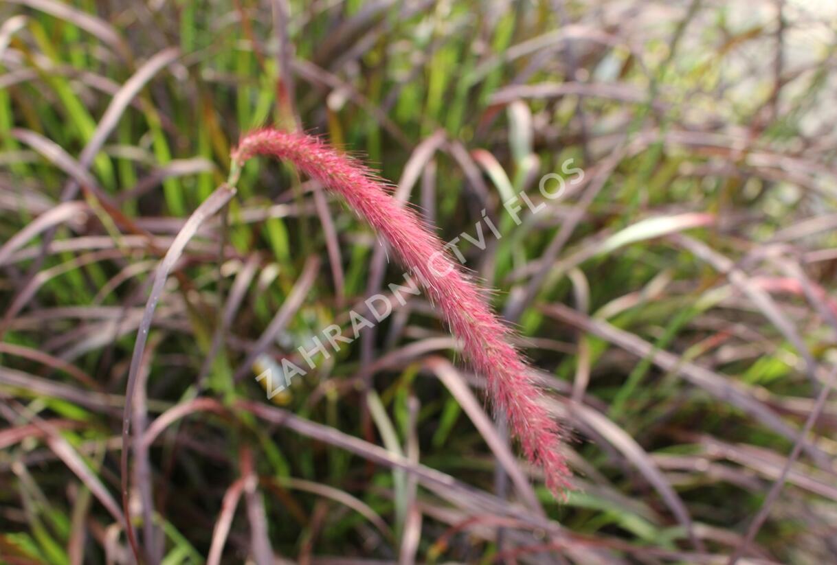 Dochan setý 'Rubrum' - Pennisetum setaceum 'Rubrum'
