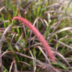 Dochan setý 'Rubrum' - Pennisetum setaceum 'Rubrum'