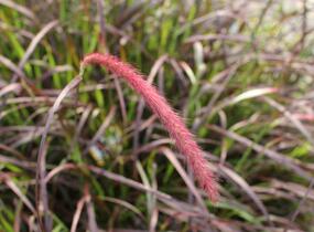 Dochan setý 'Rubrum' - Pennisetum setaceum 'Rubrum'