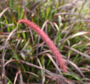 Dochan setý 'Rubrum' - Pennisetum setaceum 'Rubrum'