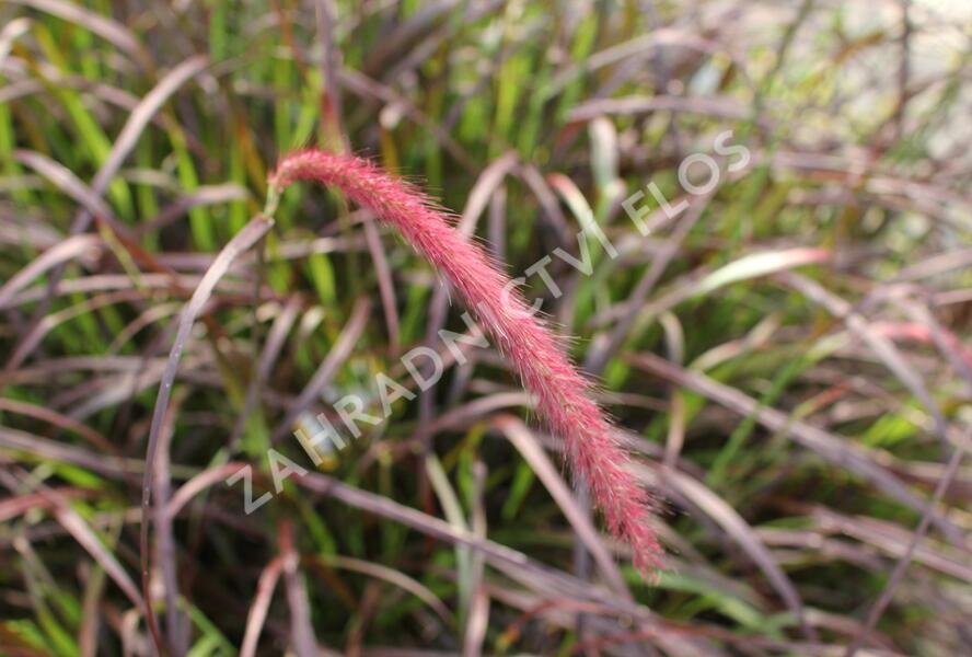 Dochan setý 'Rubrum' - Pennisetum setaceum 'Rubrum'