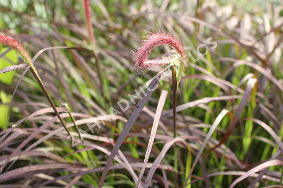 Dochan setý 'Rubrum' - Pennisetum setaceum 'Rubrum'