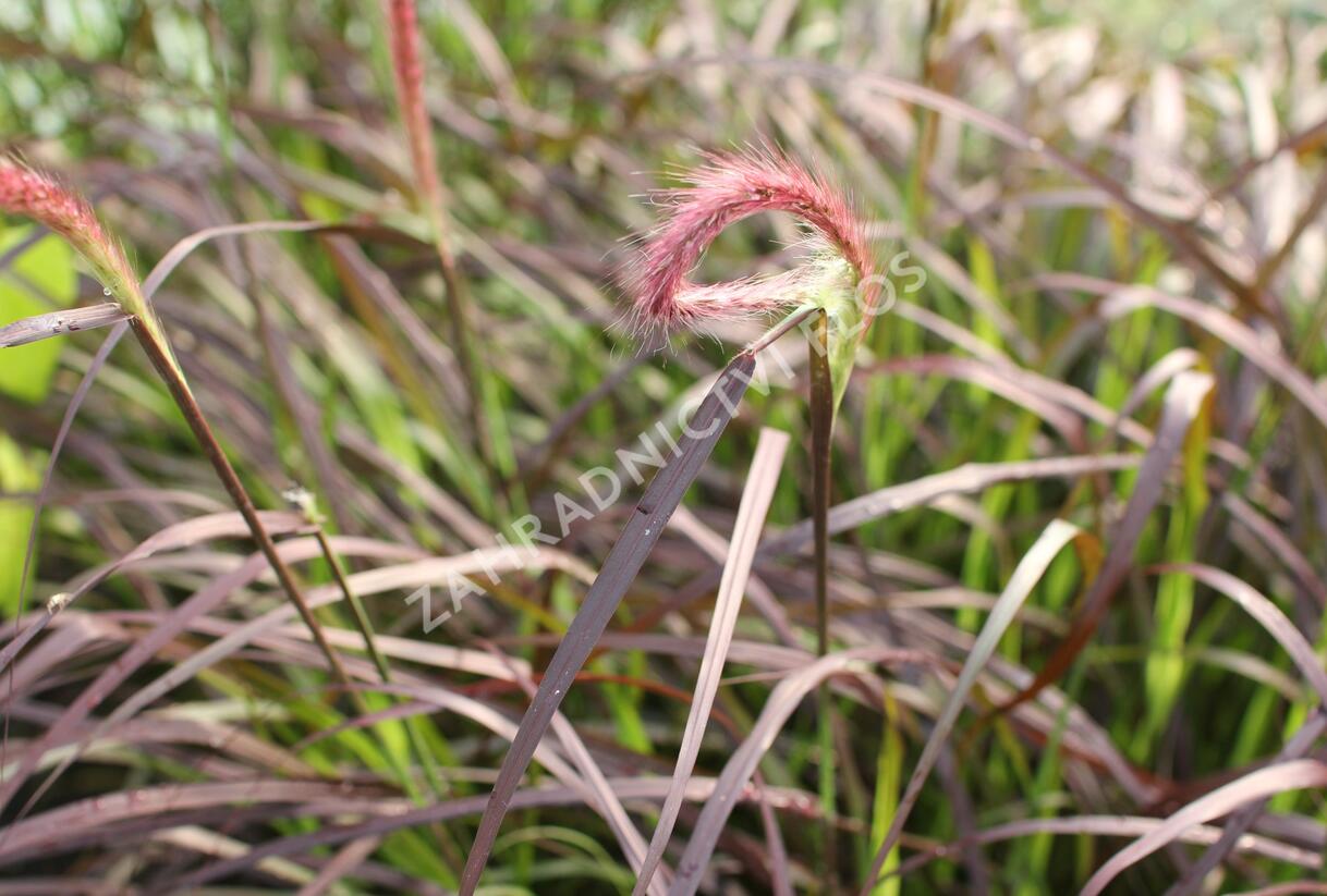Dochan setý 'Rubrum' - Pennisetum setaceum 'Rubrum'