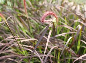 Dochan setý 'Rubrum' - Pennisetum setaceum 'Rubrum'