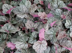 Dlužela 'Quicksilver' - Heucherella hybrida 'Quicksilver'