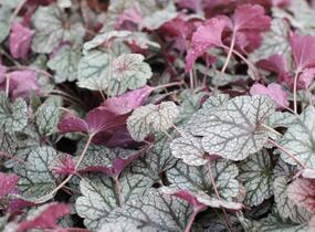 Dlužela 'Quicksilver' - Heucherella hybrida 'Quicksilver'