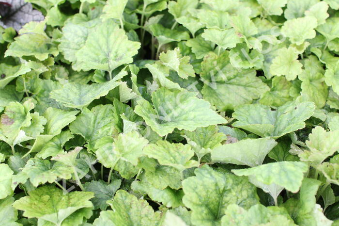 Mitrovnička srdcolistá 'Tiger Stripe' - Tiarella cordifolia 'Tiger Stripe'
