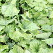 Mitrovnička srdcolistá 'Tiger Stripe' - Tiarella cordifolia 'Tiger Stripe'