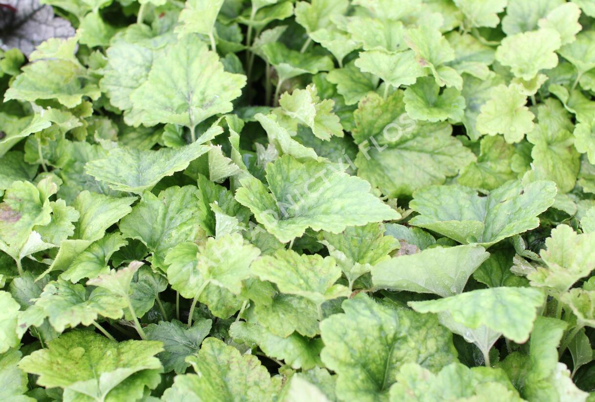 Mitrovnička srdcolistá 'Tiger Stripe' - Tiarella cordifolia 'Tiger Stripe'