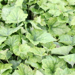 Mitrovnička srdcolistá 'Tiger Stripe' - Tiarella cordifolia 'Tiger Stripe'