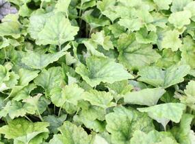 Mitrovnička srdcolistá 'Tiger Stripe' - Tiarella cordifolia 'Tiger Stripe'