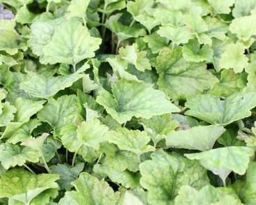 Mitrovnička srdcolistá 'Tiger Stripe'