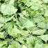 Tiarella cordifolia 'Tiger Stripe'.JPG