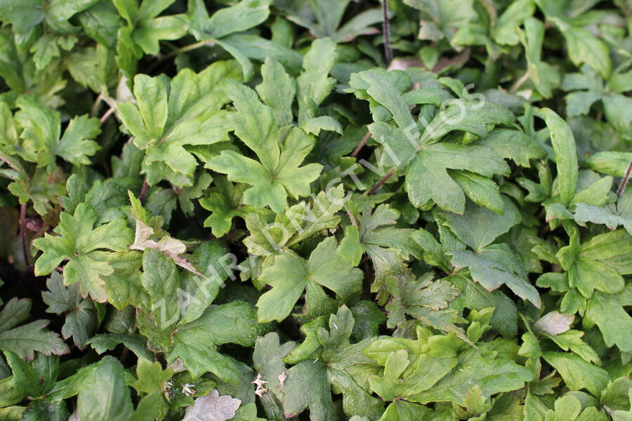 Mitrovnička 'Raspberry Sundae' - Tiarella laciniata 'Raspberry Sundae'
