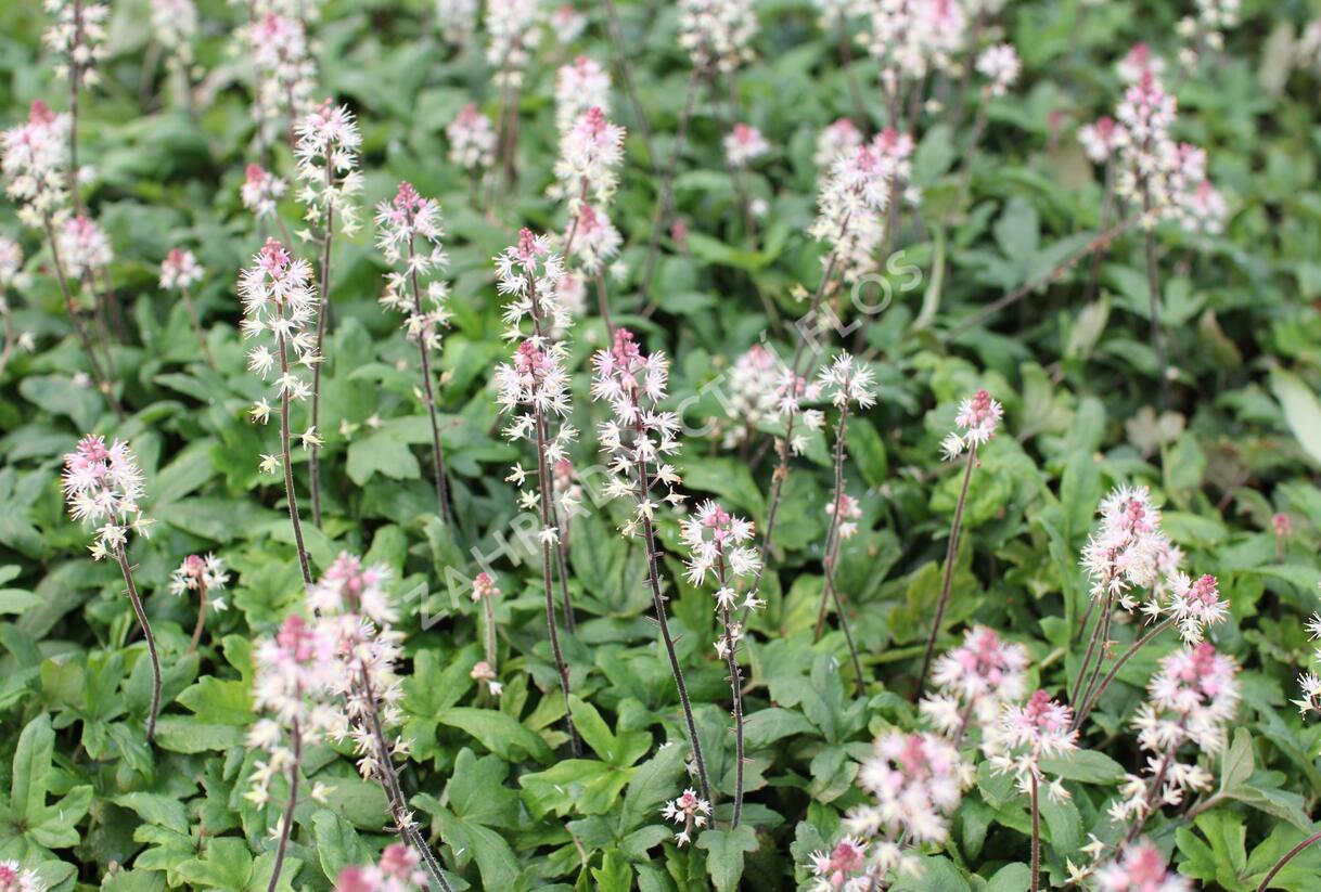 Mitrovnička 'Raspberry Sundae' - Tiarella laciniata 'Raspberry Sundae'