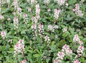 Mitrovnička 'Raspberry Sundae' - Tiarella laciniata 'Raspberry Sundae'