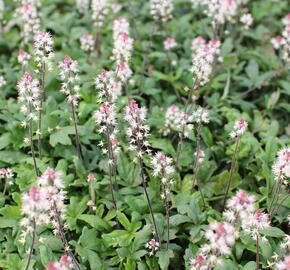 Mitrovnička 'Raspberry Sundae' - Tiarella laciniata 'Raspberry Sundae'