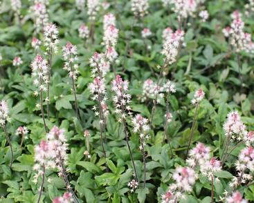 Mitrovnička 'Raspberry Sundae'