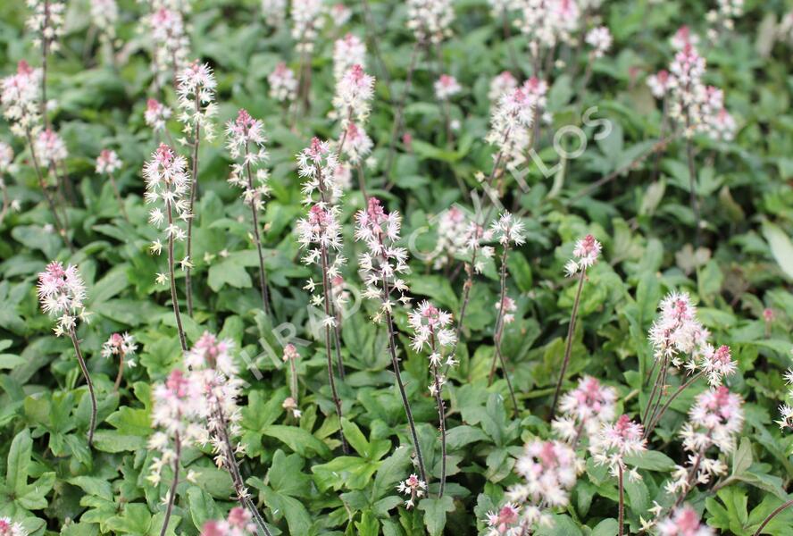 Mitrovnička 'Raspberry Sundae' - Tiarella laciniata 'Raspberry Sundae'