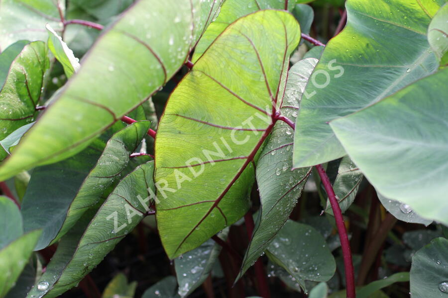 Kolokázie jedlá 'Hawaiian Punch' - Colocasia esculenta 'Hawaiian Punch'