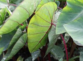 Kolokázie jedlá 'Hawaiian Punch' - Colocasia esculenta 'Hawaiian Punch'