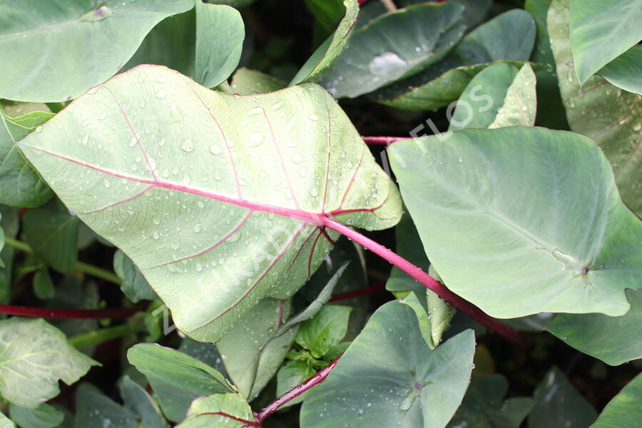 Kolokázie jedlá 'Hawaiian Punch' - Colocasia esculenta 'Hawaiian Punch'