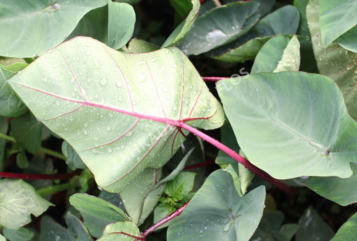 Kolokázie jedlá 'Hawaiian Punch' - Colocasia esculenta 'Hawaiian Punch'