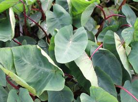Kolokázie jedlá 'Hawaiian Punch' - Colocasia esculenta 'Hawaiian Punch'