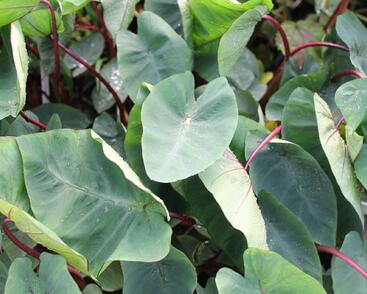 Kolokázie jedlá 'Hawaiian Punch'