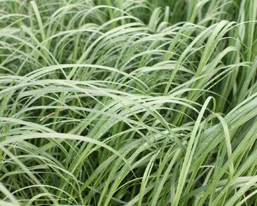 Pampová tráva 'White Mistral'