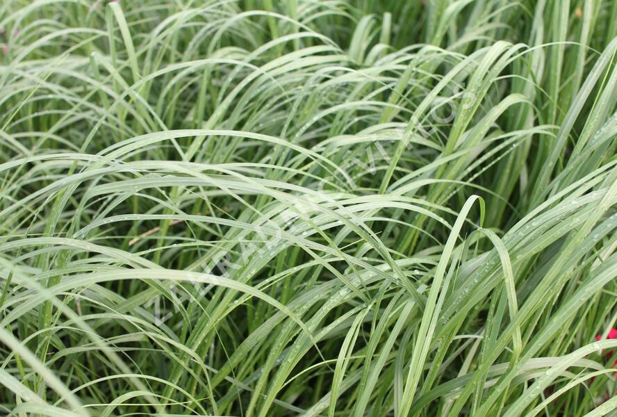 Pampová tráva 'White Mistral' - Cortaderia selloana 'White Mistral'