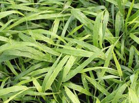 Rákosník japonský - Hakonechloa macra