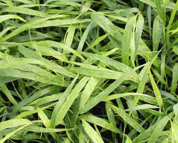 Rákosník japonský