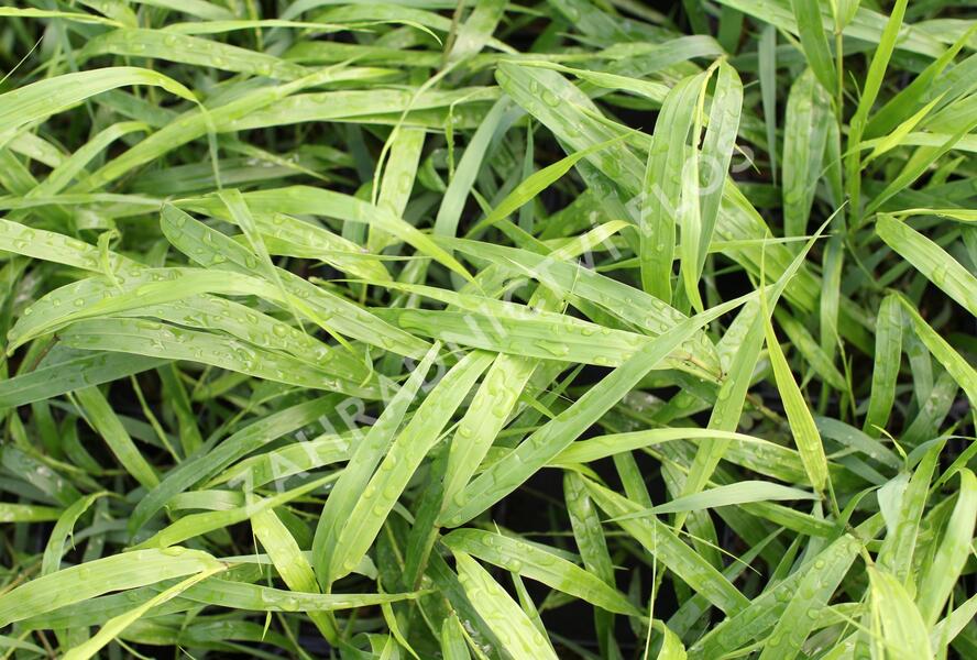 Rákosník japonský - Hakonechloa macra