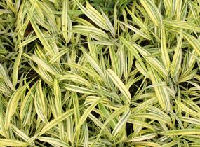Rákosník japonský 'Naomi' - Hakonechloa macra 'Naomi'