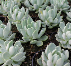 Dužnatka - Echeveria schneideckeri