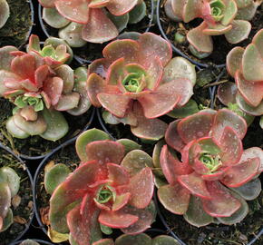 Dužnatka 'Mont' - Echeveria agavoides 'Mont'
