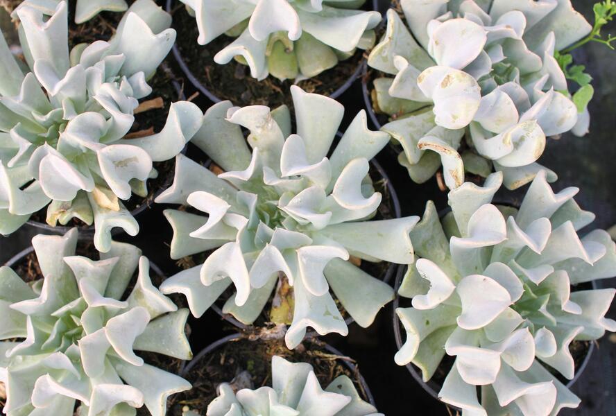 Dužnatka 'Topsy Turvy' - Echeveria runyonii 'Topsy Turvy'