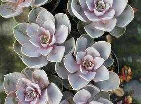 Dužnatka 'Pearl of Numberg' - Echeveria 'Pearl of Numberg'