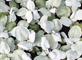 Starček 'Angel Wings'® - Senecio candidans 'Angel Wings'®