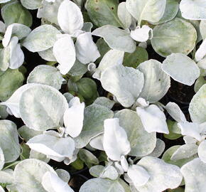Starček 'Angel Wings'® - Senecio candidans 'Angel Wings'®