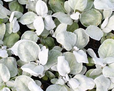 Starček 'Angel Wings'®