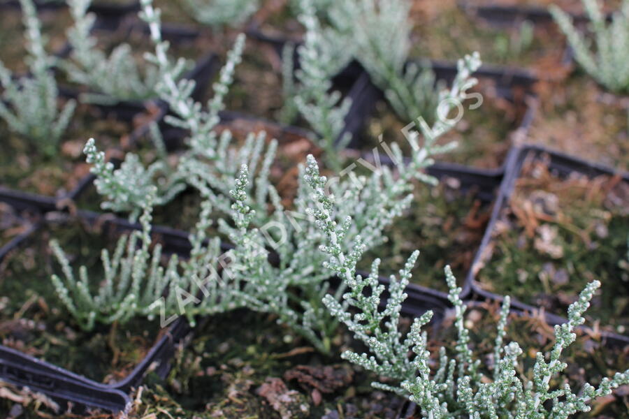 Oleárie 'Silver Knight' - Olearia 'Silver Knight'