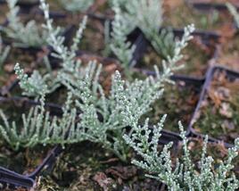 Oleárie 'Silver Knight'