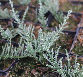 Oleárie 'Silver Knight' - Olearia 'Silver Knight'