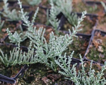 Oleárie 'Silver Knight'